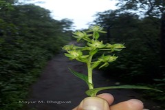 Habenaria digitata